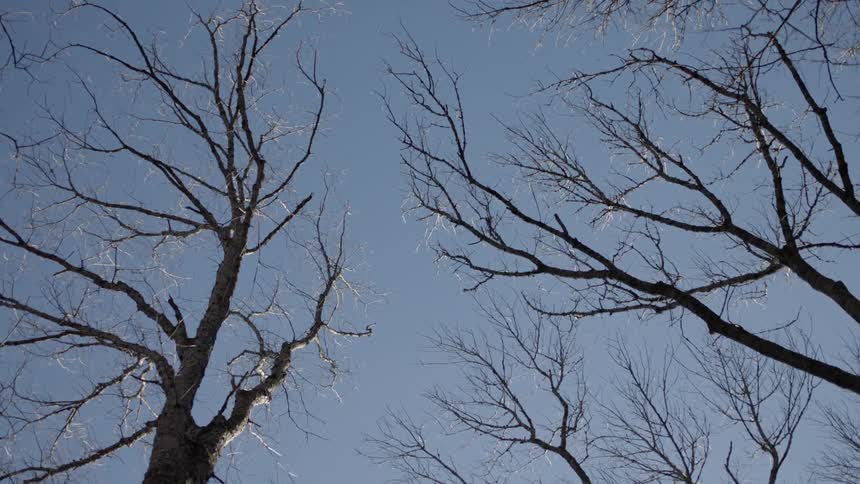 Looking up at  a tree