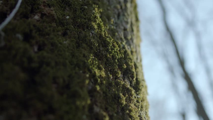 A tree is covered in heavy moss on a sunny day