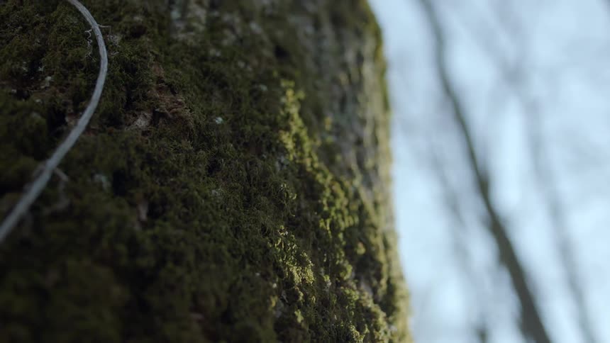 Moss grows on a tree trunk