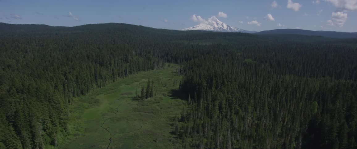 Fir trees grow in a remote area next to rolling hills