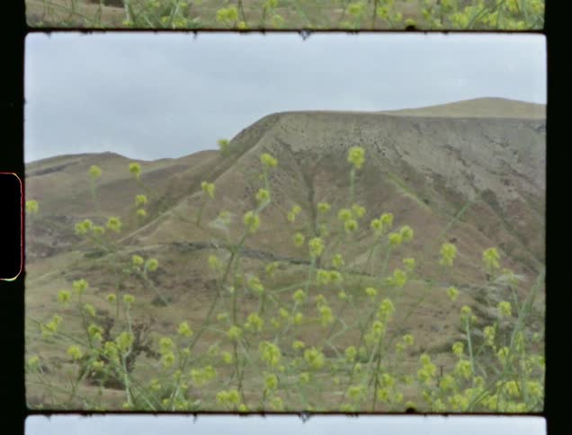 An old style video of wild plants in the foreground with a mountain bluff in the background