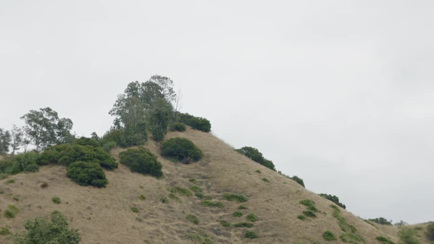 A hilltop with brush shrubs and trees