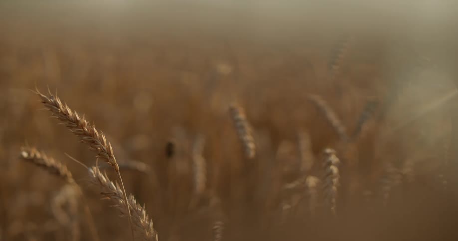 Wheat gently blows in the wind