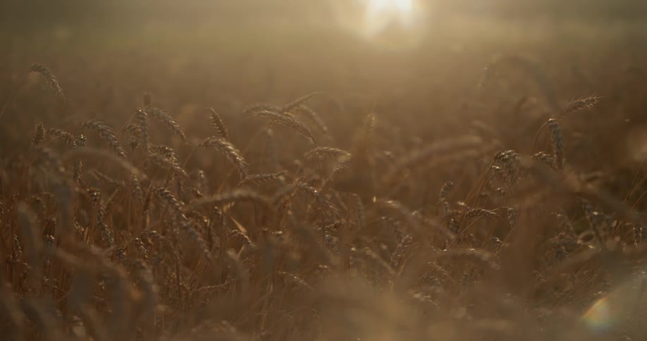 A field at sunset
