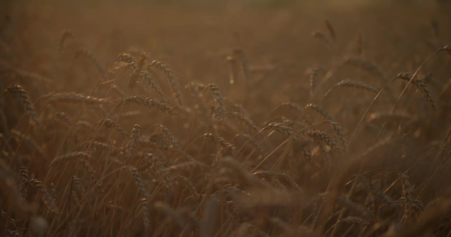 Field of golden wheat swinging slowly in the wind at sunset