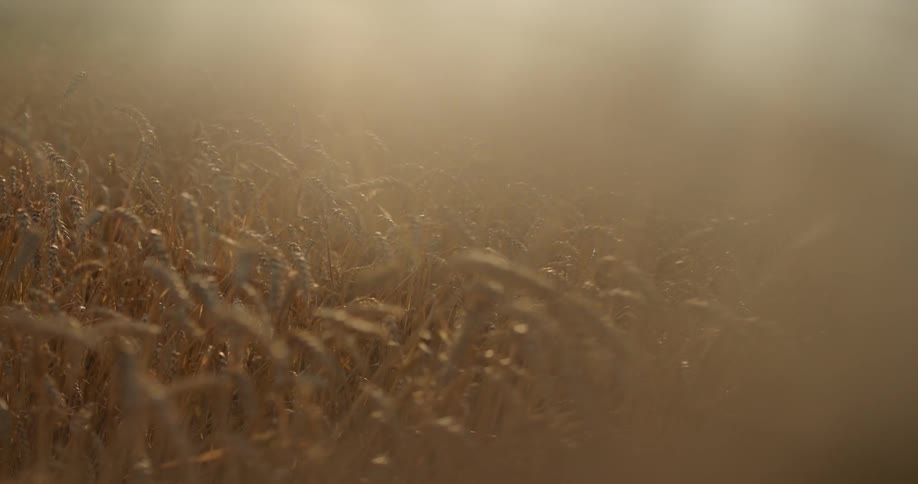 A corn field at sunset