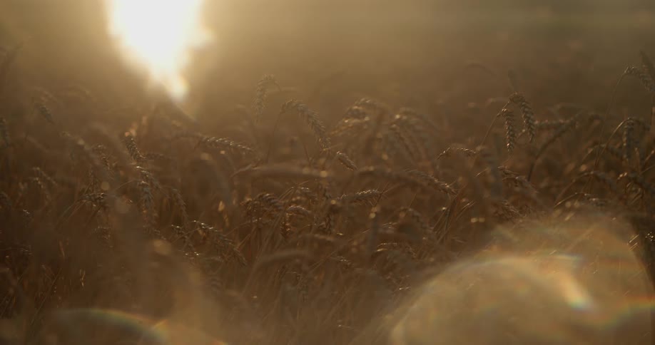 A wheat field at sunset