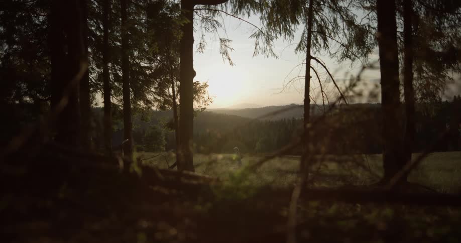 A person walks hikes beside a forest