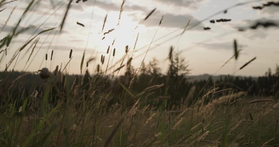 A woman walking through a field