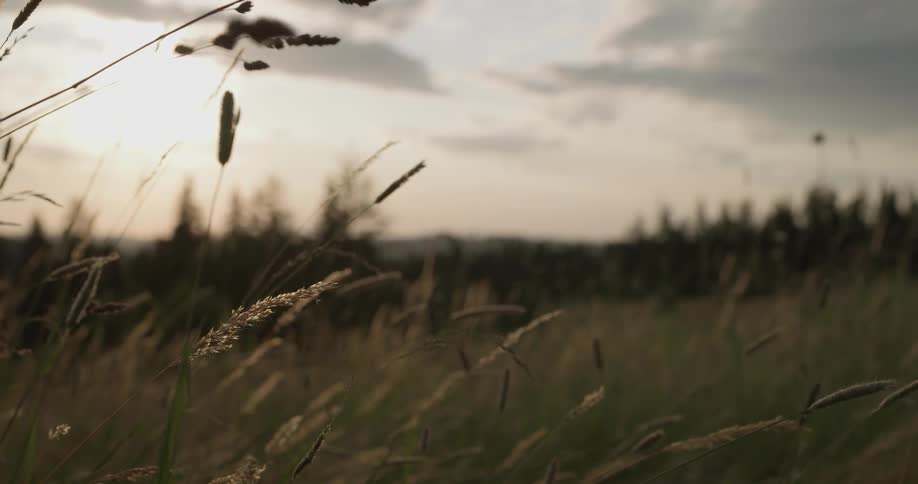 A woman walks through a field