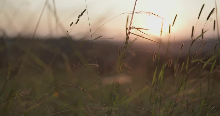 A person walks through a field of grass