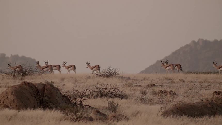 Antelope walking in a herd