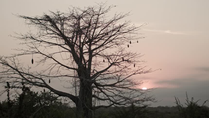 Pods hanging from a leafless tree