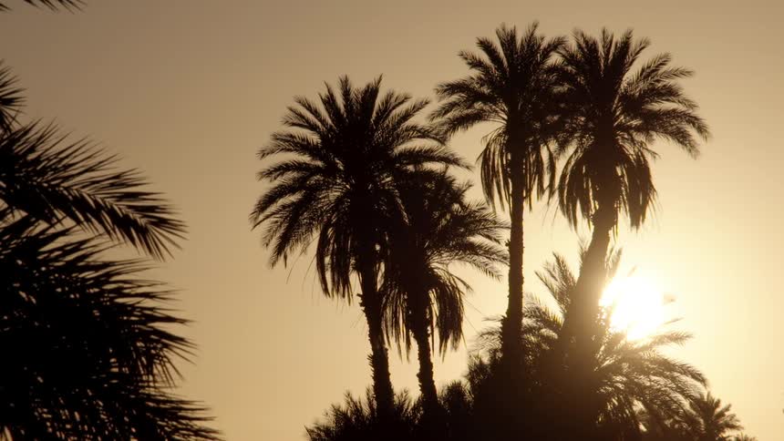 Palm trees against the sky as the sun sets