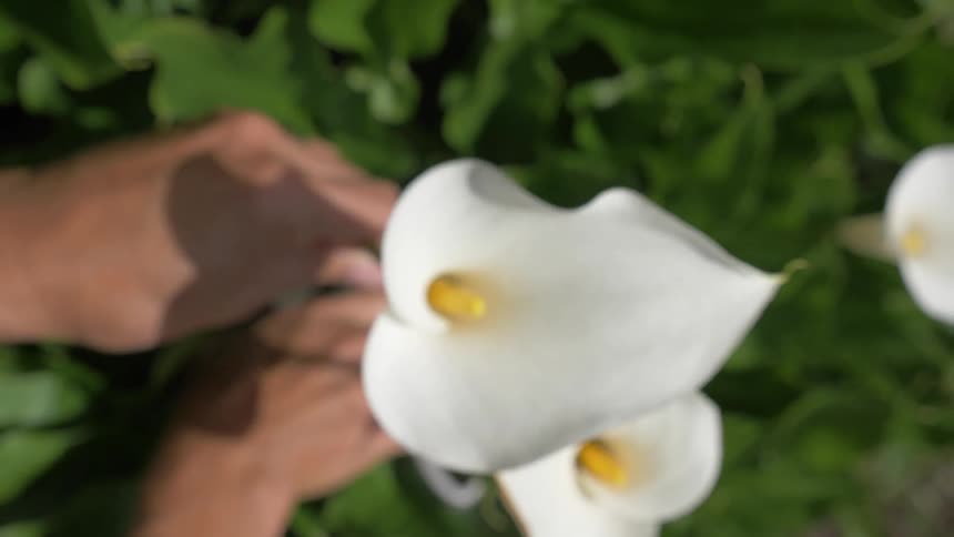 A man picking flowers with pliers on a field