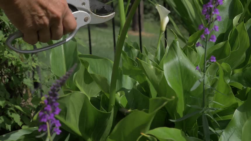 A woman cuts and removes a flower from a garden
