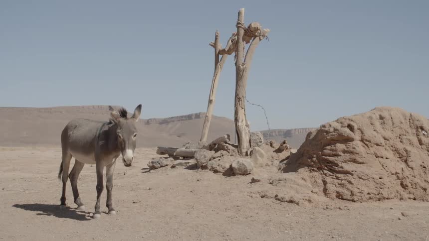 Donkey standing in the desert