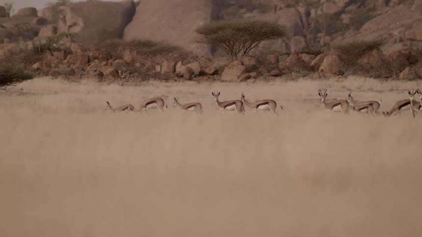 A herd of antelope walk across a plain