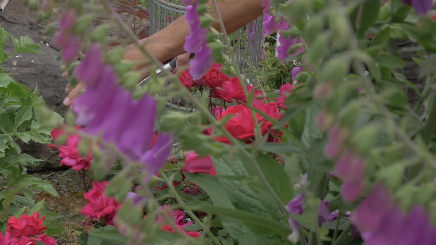 A person snips flowers in a flower garden