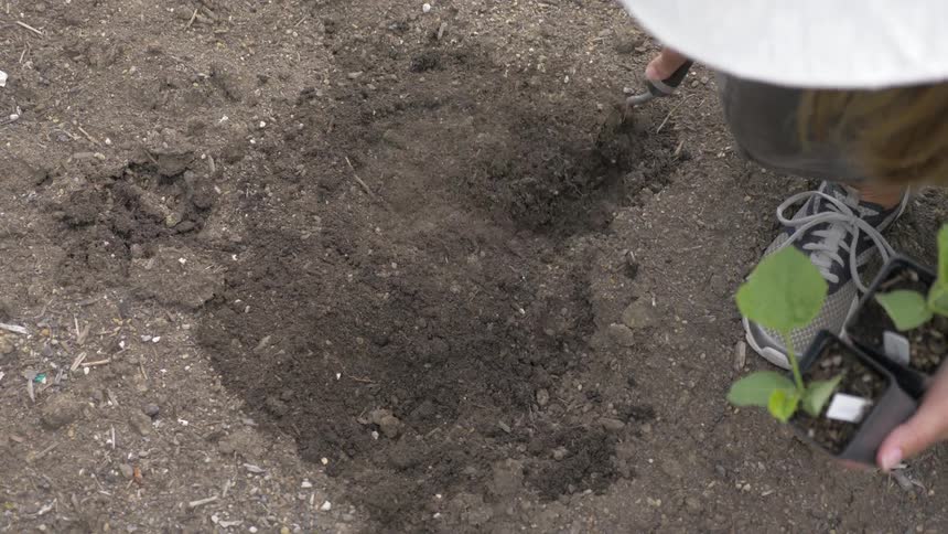 Digging up soil for plants