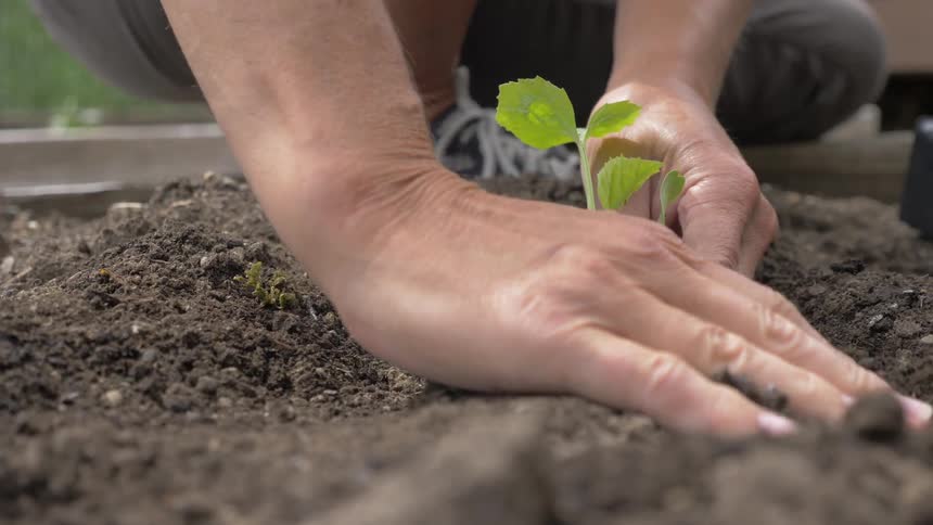 A person carefully planting a young plant into soil