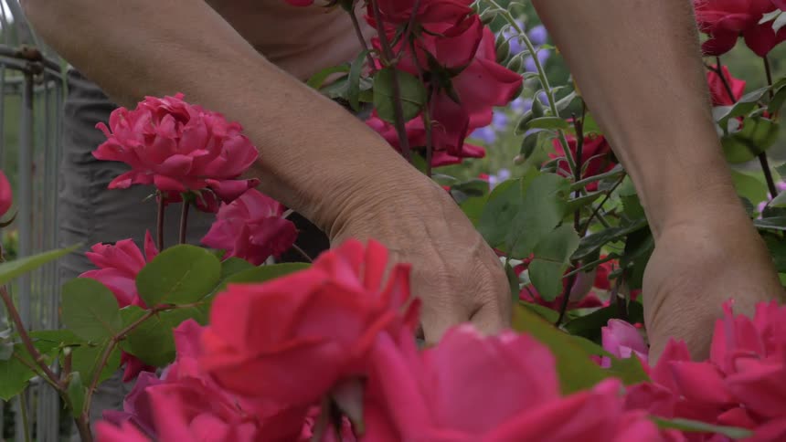 A man is cutting flowers outdoors