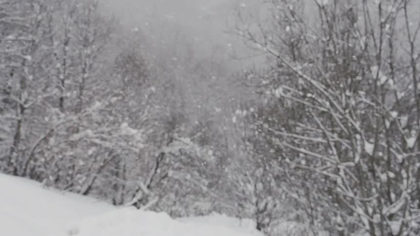 Snow falls in a forest