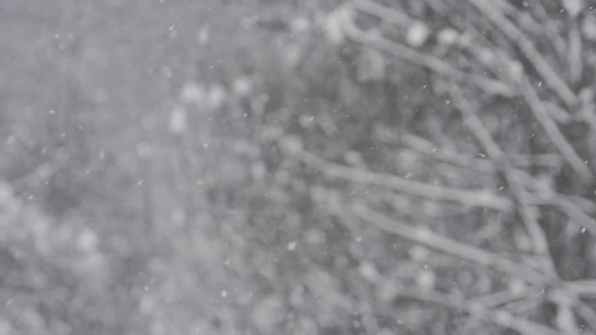 Snow falling slowly through the trees