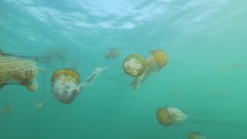 Underwater view of jellyfish swimming