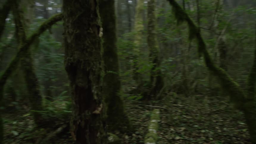Moss covers several trees in the forest as the camera whips around to discover the scene in this cloud forest