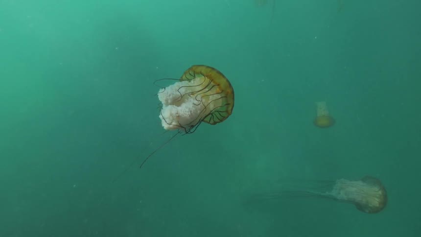 Jellyfish undulate and swim in the ocean