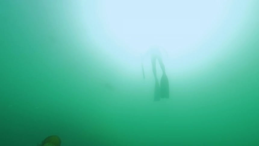A free diver floats on the surface of the Pacific Ocean as they ascend to the surface swimming past jelly fish