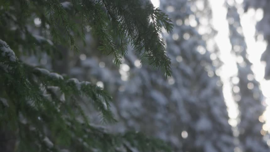 The camera looks at snow covered trees