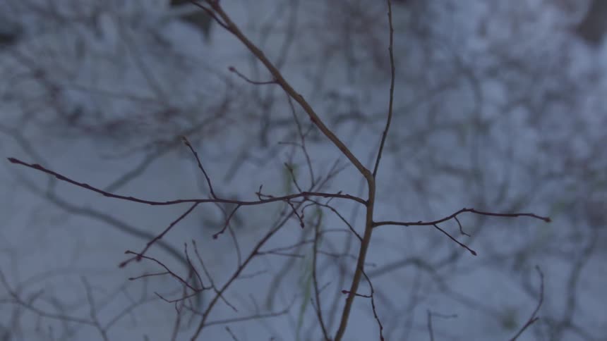 Leafless twigs in winter