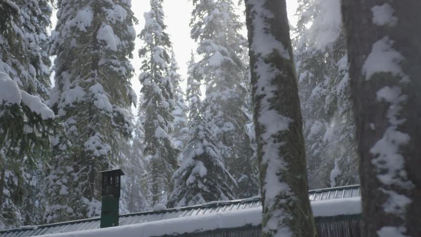 Flakes of small fluffy snow lightly fall atop a snow covered cabin in the midst of a forest of tall trees