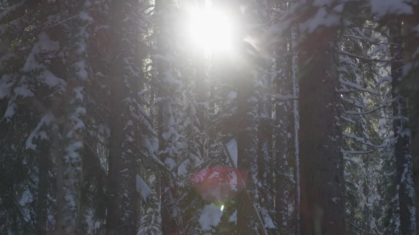 Snow rests on branches of pine trees at sunrise