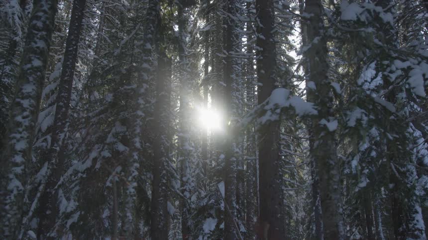 Sun streams through a snow capped forest
