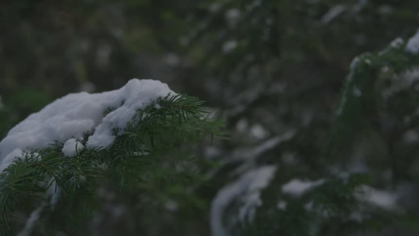 Snow weighs down a tree branch