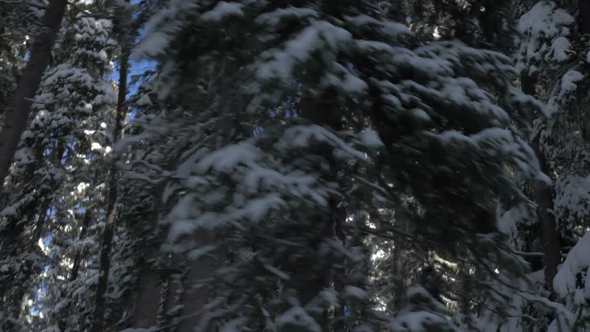 Trees in a forest are covered in snow