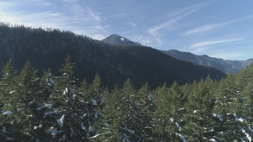 A large mountain is covered by a forest