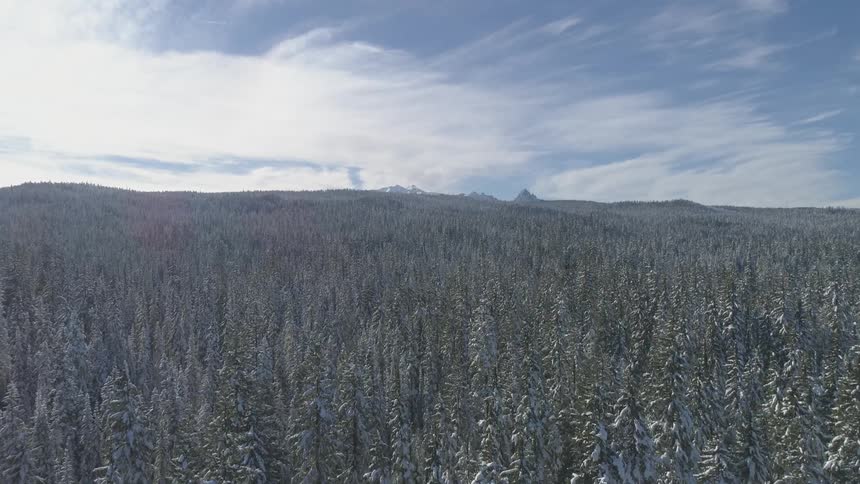The forest is vast and covered with snow