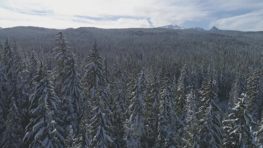 Snow covered trees stretch to the horizon