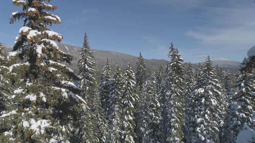 A snow covered forest surrounds a mountain