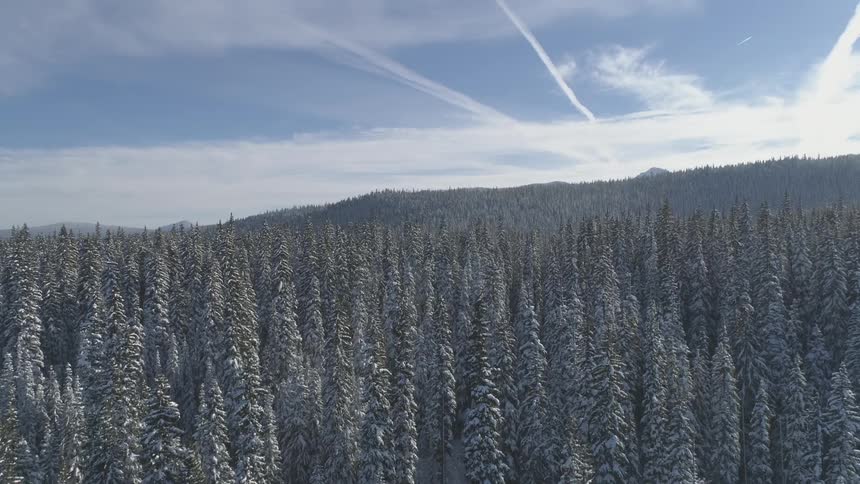 A forest is filled with snow covered pine trees