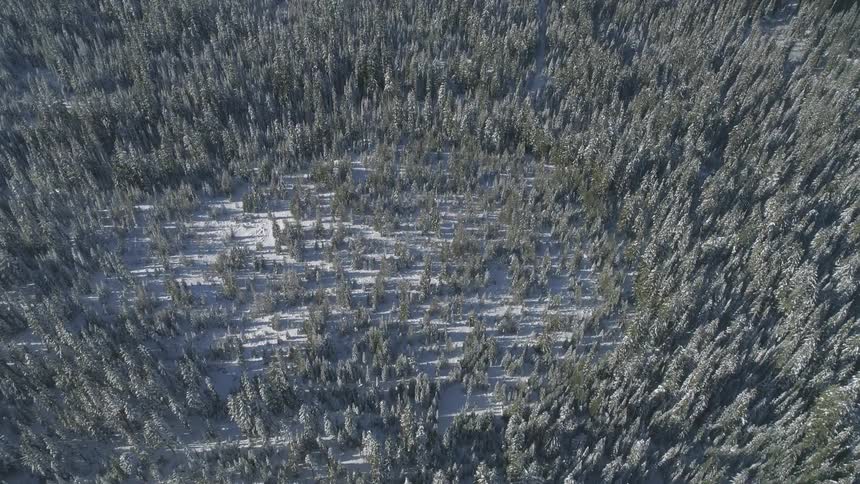 Aerial view of a snow covered forest