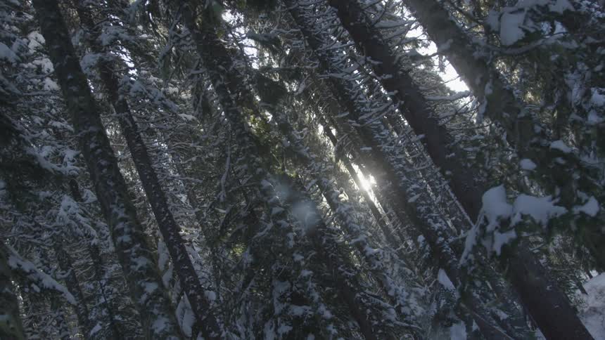 Sun shining in a snow covered forest