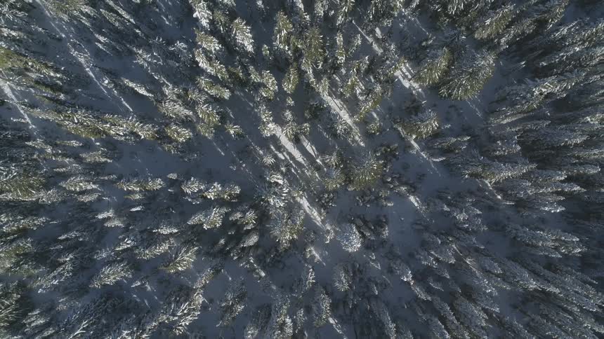 Several tall trees stand in a snow covered forest on a sunny day and they cast shadows on the snow covered ground