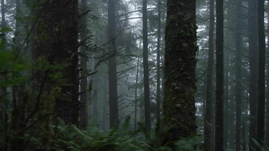 A breeze blows the ground plants of a forest on a cloudy and foggy day