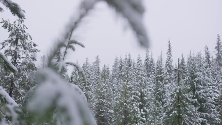 Conifer trees turned white with snow