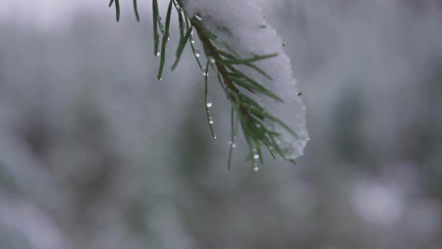 Condensation drips from a snow covered tree branch